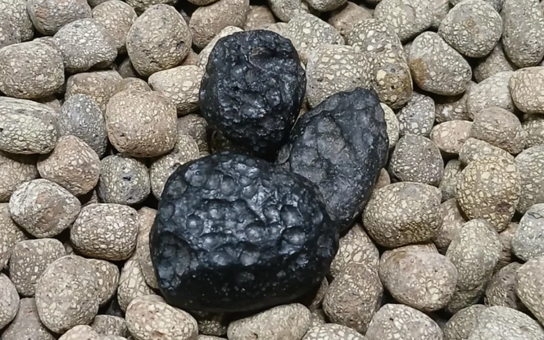 Pierre naturelle roulée Tectite